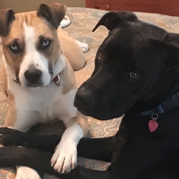 My Rescue Pups - Picture 3 of 5